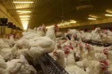 Kury nioski w kurniku