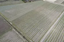 Kwatera borówkowa Michała Kota