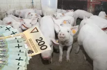 Prosięta droższe o 10 zł/szt. Jakie są ceny prosiąt w Polsce? [SONDA]