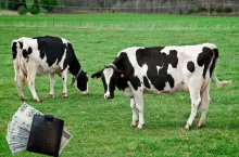 Tanie mleko, Chiny i Mercosur. 2026 rok będzie testem dla polskich rolników 