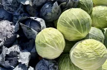 Kapusta czerwona i biała