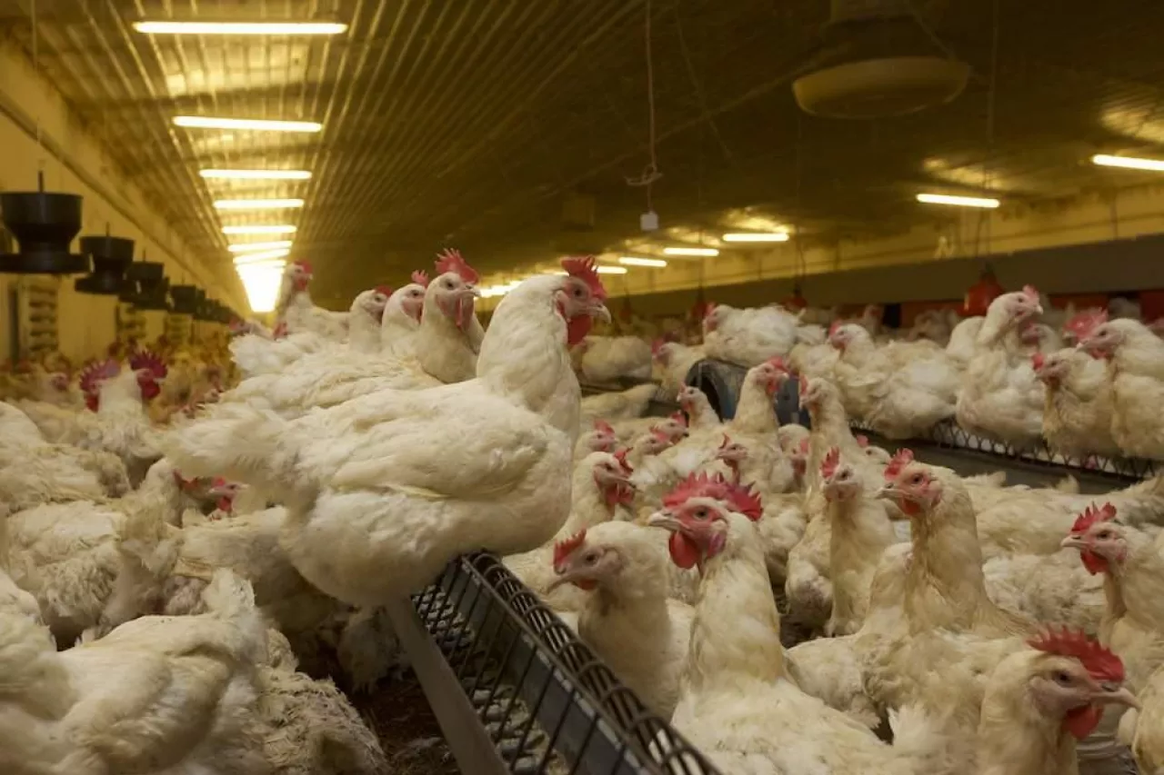 Kury nioski w kurniku