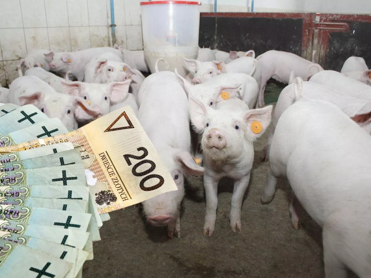 Prosięta droższe o 10 zł/szt. Jakie są ceny prosiąt w Polsce? [SONDA]