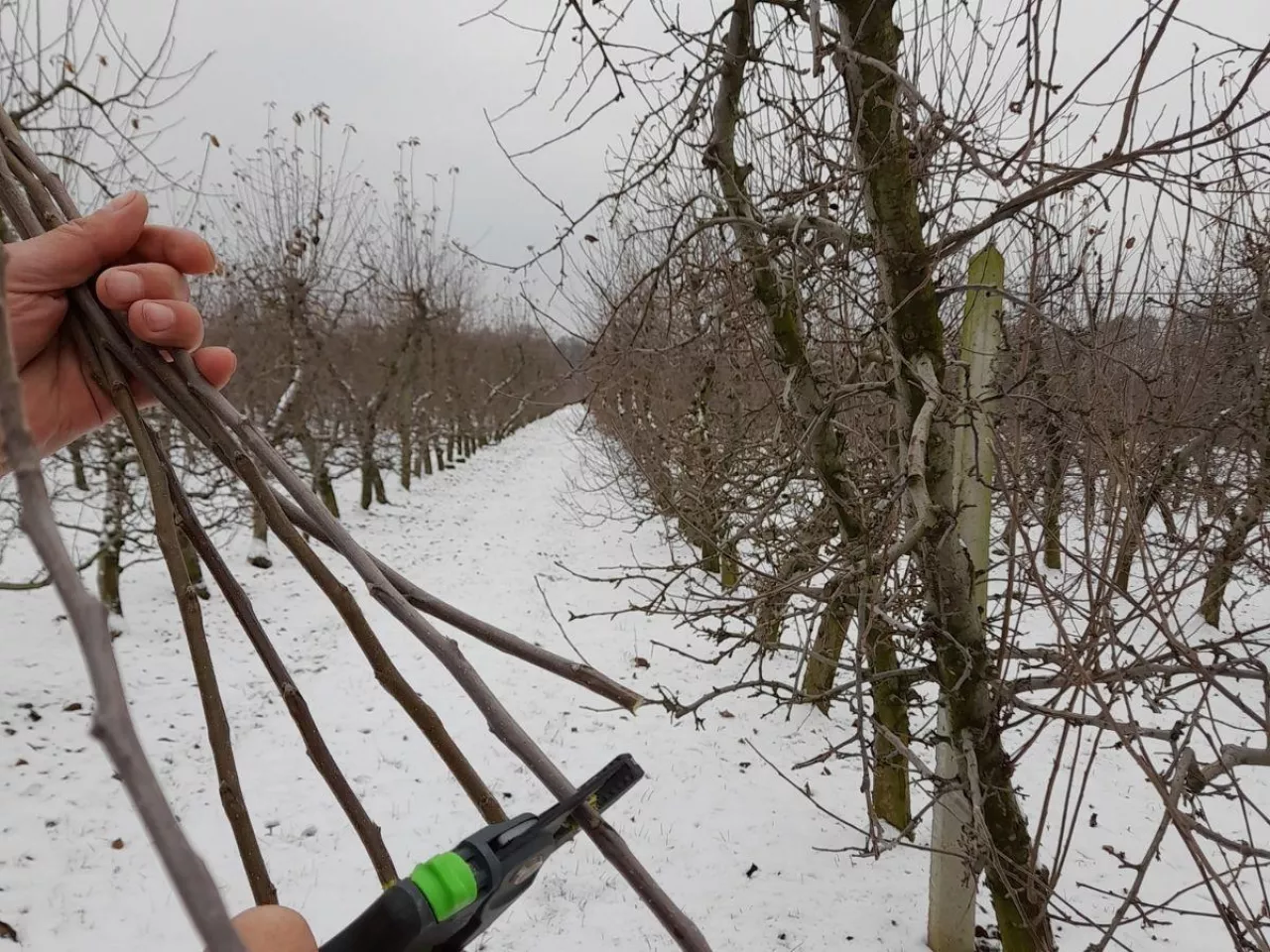 To ostatni moment. Kiedy pobierać zrazy do szczepienia drzew?