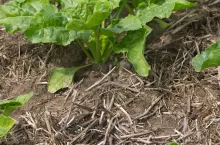 Uprawa konserwująca buraka w mulcz 