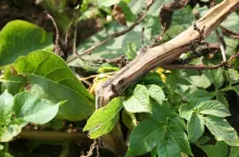 zaraza ziemniaka forma łodygowa 