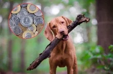 Masz psa? Sprawdź, ile wynosi podatek w 2026 roku