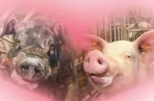 walentynki w chlewni