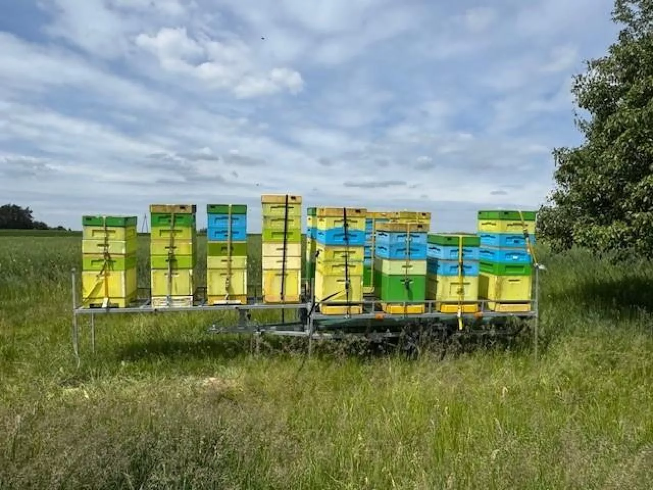 Ule z pszczołami w pasiece wędrownej