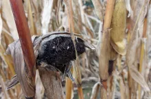 Głownia pyląca kukurydzy