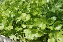 Rozsada selerów rozpikowana pojedynczo do wielodoniczek zyska na dobrze rozwiniętej bryle korzeniowej