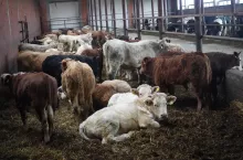 Bydło mięsne w chlewni