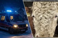 Karetka pogotowia w zimowej nocnej scenerii i byk za ogrodzeniem