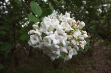 Kalinę angielską charakteryzują ciekawe kwiaty o pięknym zapachu