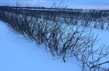 Krzewy okryte szczelnie śniegiem