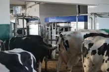 krowy w oborze, w tle robot VMS