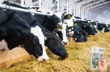 Dużo więcej mleka z Polski i Niemiec. Co to oznacza dla cen?