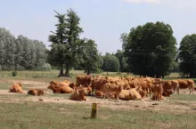 Wołowina prosto od rolnika. Który model sprzedaży naprawdę się opłaca?