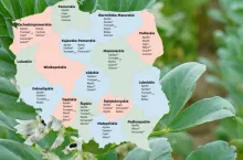 Bobik w praktyce: gleba, siew i Lista Odmian Zalecanych