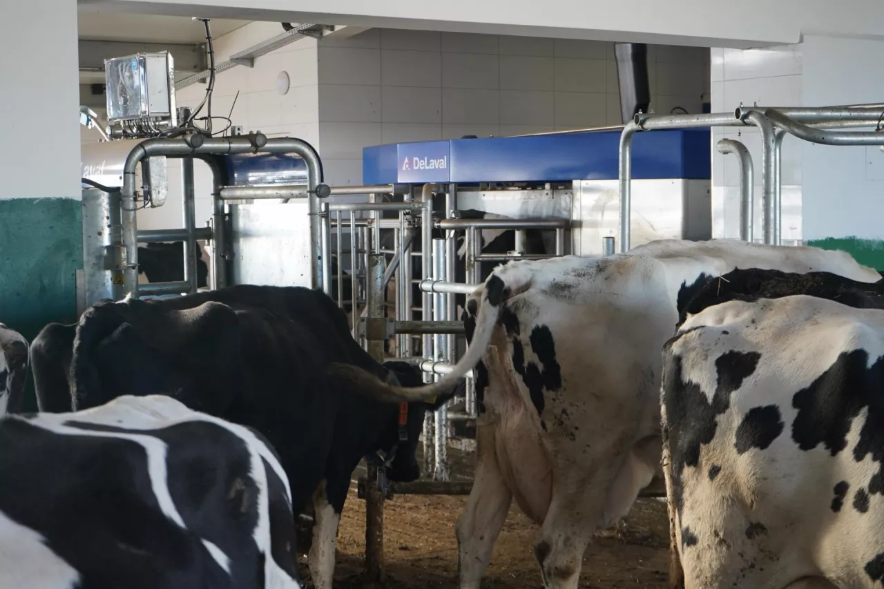 krowy w oborze, w tle robot VMS