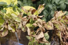 Objawy skrajnego niedoboru potasu na liściach ziemniaka