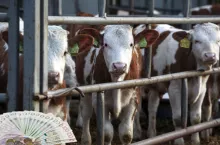 Ceny cieląt do opasu