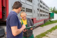 załadunek tuczników