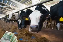 Ceny mleka w skupie będą rosły [ANALIZA na 2025 r.]