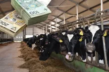 Ceny mleka lekko spadły. Gdzie mleczarnie płacą rolnikom najwięcej?