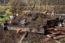 Przechowywanie obornika, obornik