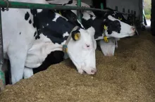 Krowy rasy mlecznej pobierają paszę w oborze