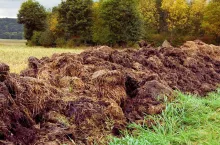 Eksport obornika z Holandii