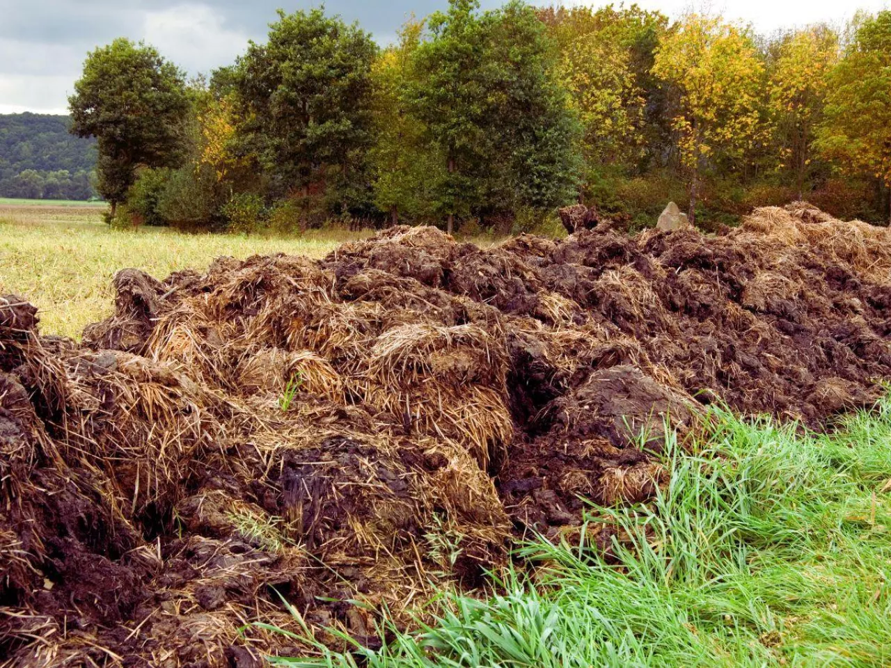 Eksport obornika z Holandii