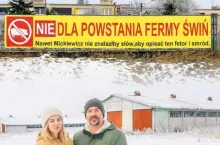 top świnie okładka