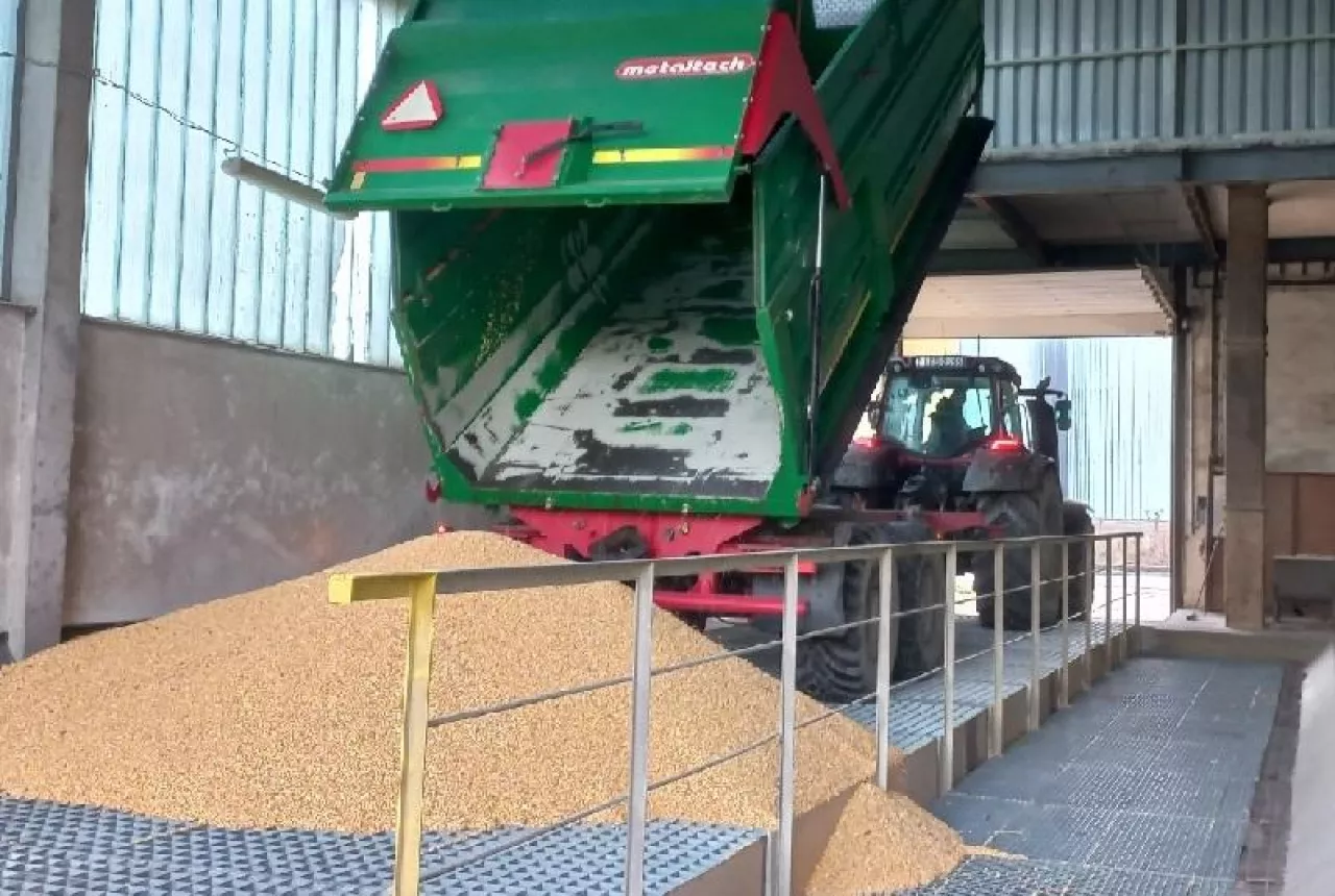 Ceny zbóż stoją, nawozy mocno w górę. A co ze świniami i bydłem? [Raport rynkowy 23.01.2026]