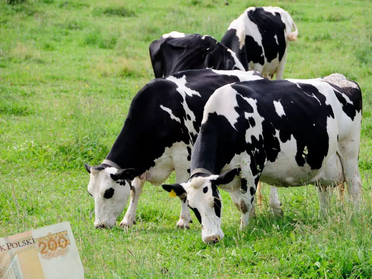 Ceny mleka z GUS za grudzień 2025