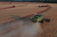 Żniwa pszenicy w Zambii