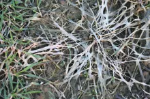 Pleśń śniegowa po śnieżnych zimach opanowuje trawniki, użytki zielone i zboża ozime