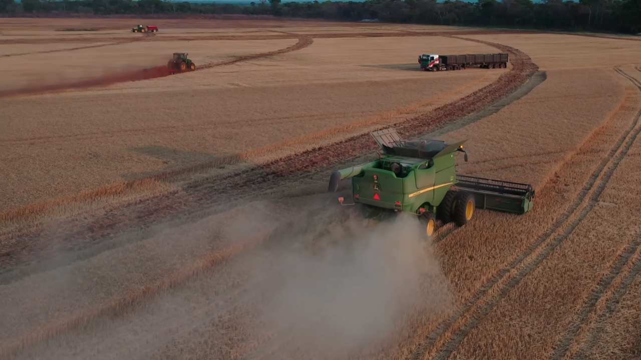 Żniwa pszenicy w Zambii