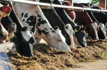 Kondycja stada zależy od koncentracji energii w paszy. Kondycję pojedynczych osobników możemy modyfikować dodatkowo zadawanymi – paszą treściwą czy starterem.