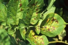 niedobór magnezu ziemniak