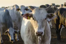 Zbliżenie na bydło rasy zebu (Brahman)