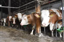 Krowy rasy simental w oborze