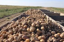 Ziemniaki kopane we wrześniu trafiły na eksport