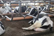 Krowy na legowisku w oborze