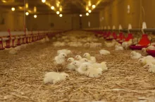 Młode kurczaki w kurniku