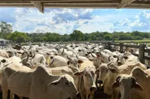 Stado bydła hodowlanego rasy nelore zgromadzone w zagrodzie na terenie gospodarstwa rolnego w kraju Mercosur. Produkcja bydła mięsnego prowadzona na dużą skalę.