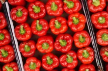 Papryka czerwona w kartonach