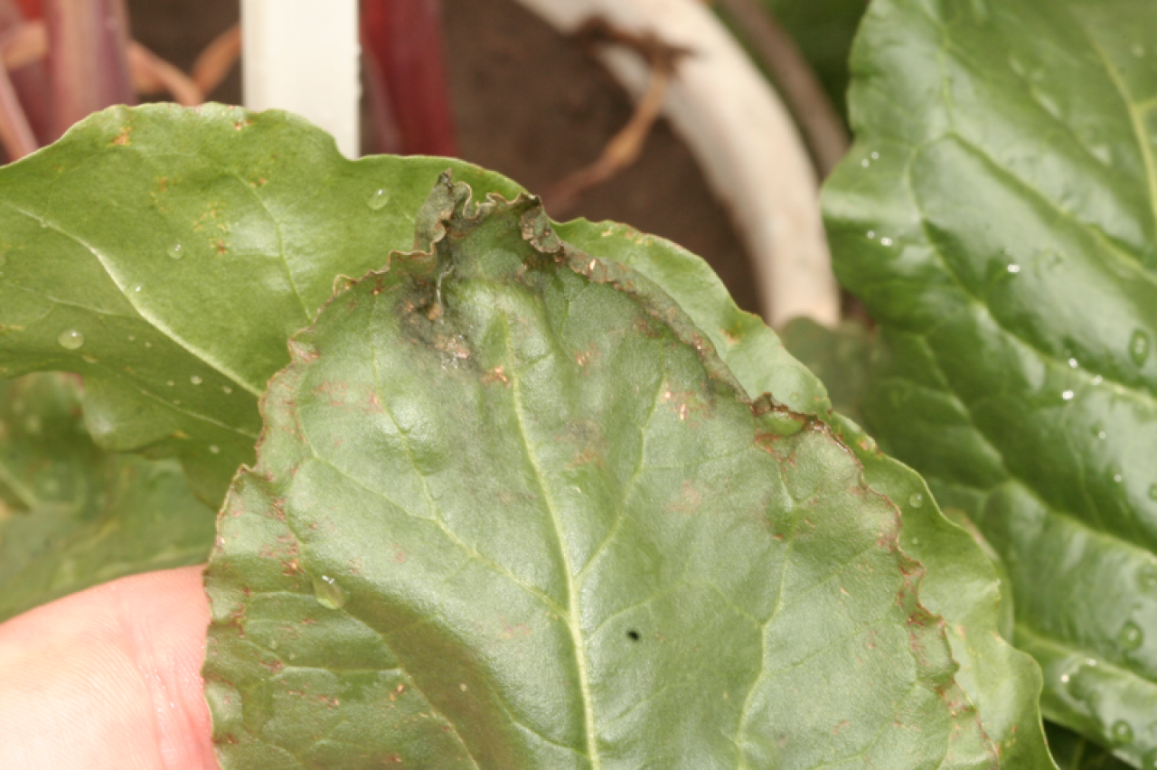 Objawy niedoboru wapnia na liściu buraka cukrowego - nekroza brzegu blaszki liściowej 