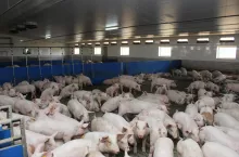 tuczniki śmieszek zamgławianie bramka selekcyjna